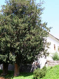 Taxus baccata - protected tree